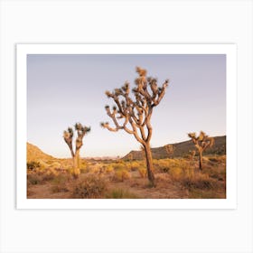 Joshua Tree Sunset Art Print