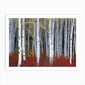 Autumn Birch Tree Forest White Autumn Birch Leaves Art Print