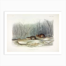 Meadow Mouse 1, John James Audubon Art Print