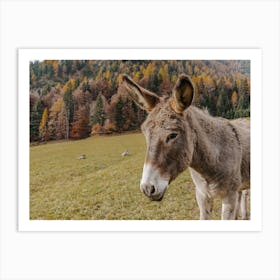 Autumn Donkey Art Print