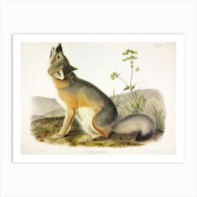 Swift Fox, John James Audobon Art Print