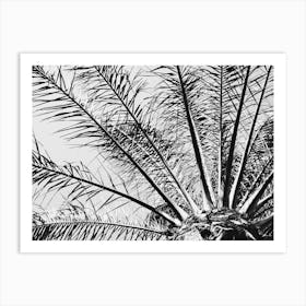 Palm leaves // Ibiza Nature & Travel Photography Art Print