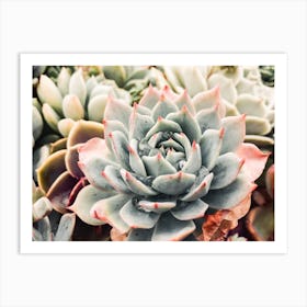 Echeveria Succulent Art Print