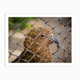 Bird In Cage Art Print