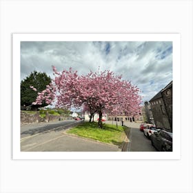 cherry blossom 1016 Art Print