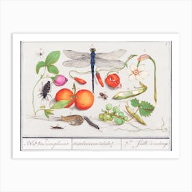Natural History Ensemble, Anselmus Boëtius De Boodt Art Print