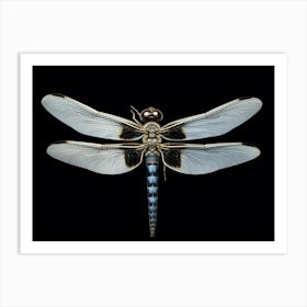 Dragonfly Common Whitetail Plathemis Illustration Vintage 2 Art Print