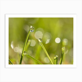 Water Droplets On Grass Art Print