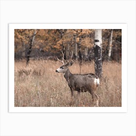 Autumn Mule Deer Art Print