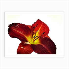 Red Lily Art Print