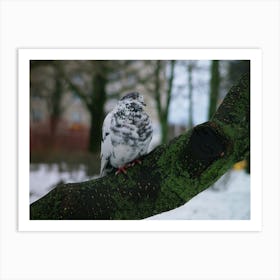 Pigeon On A Branch 2 Art Print