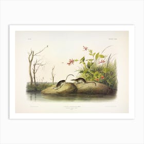 American Marsh Shrew, John James Audubon Art Print