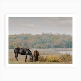 Horses Grazing At Lake Art Print