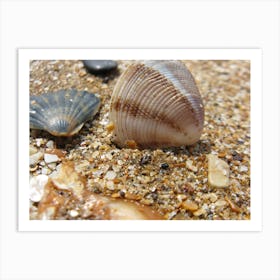 Shells On The Beach Art Print