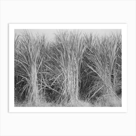 Sugarcane Primed For Cutting Near New Iberia, Louisiana By Russell Lee Art Print