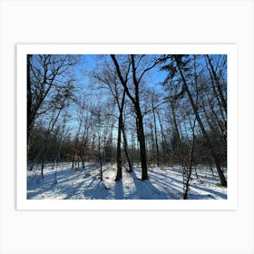 Winter In The Woods 12 Art Print