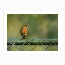 Finch On Fence Art Print