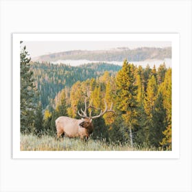 Elk In Nature Art Print