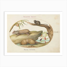 Animalia Qvadrvpedia Et Reptilia, Joris Hoefnagel Art Print