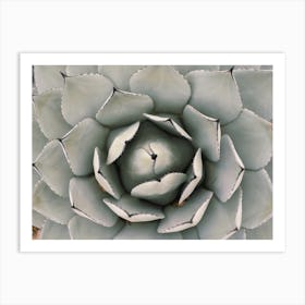 Green Agave Plant Art Print