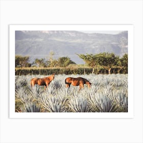 Agave Field Horses Art Print
