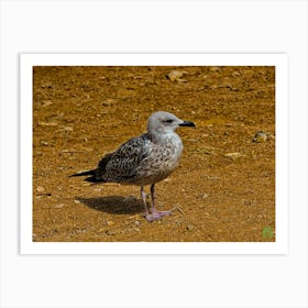 Seagull 20220908299rt1pub Art Print