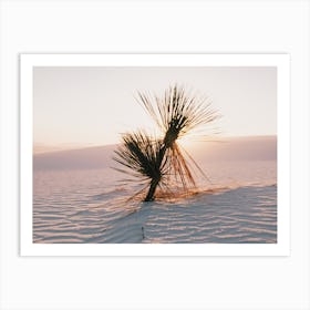 Yucca Plant Sunset Art Print