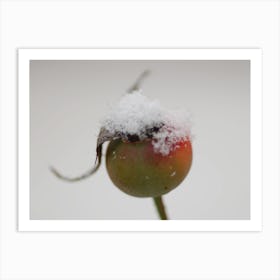 Snow On A Bud Art Print