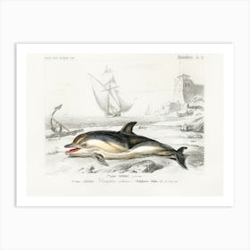 Delphinus Delphis, Charles Dessalines D'Orbigny Art Print