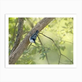 White Breasted Nuthatch 1 Art Print