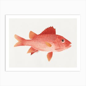 Unidentified Fish, Luigi Balugan Art Print