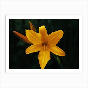 Yellow Lily Art Print