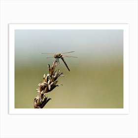 Dragonfly at rest Art Print