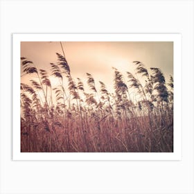 Reeds In The Wind Art Print