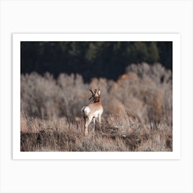 Pronghorn On Open Range Art Print