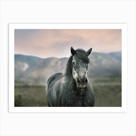 Gray Horse At Sunset Art Print