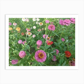 Zinnias Art Print