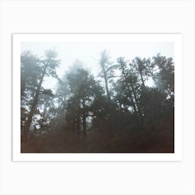 Foggy Forest - Redwoods National Park Art Print