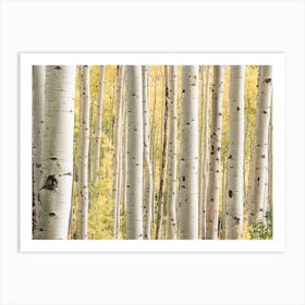 Colorado Forest Art Print