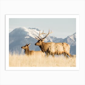 Bull Elk Art Print