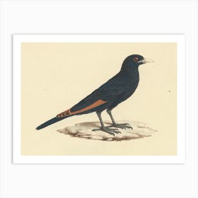 White Billed Starling, Luigi Balugani Art Print