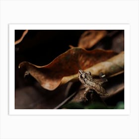 Frog on a leaf 1 Art Print