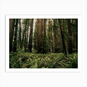 The Redwoods Art Print