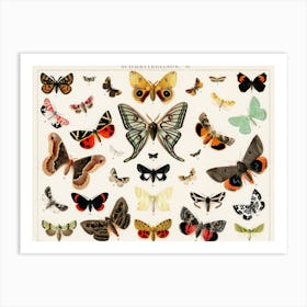 Moths Art Print