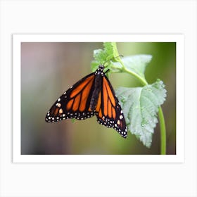 Monarch Butterfly 2 Art Print