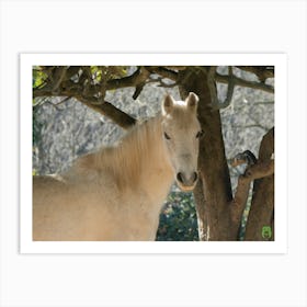 White Horse In A Tree 20220101 76ppub Art Print