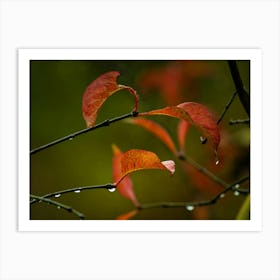 Autumn Leaves Art Print