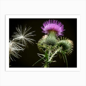 Thistle Flower Art Print