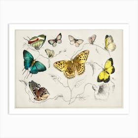 Collection Of Various Butterflies, Oliver Goldsmith Art Print