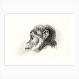 Monkey Head (1878–1890), Theo Van Hoytema Art Print